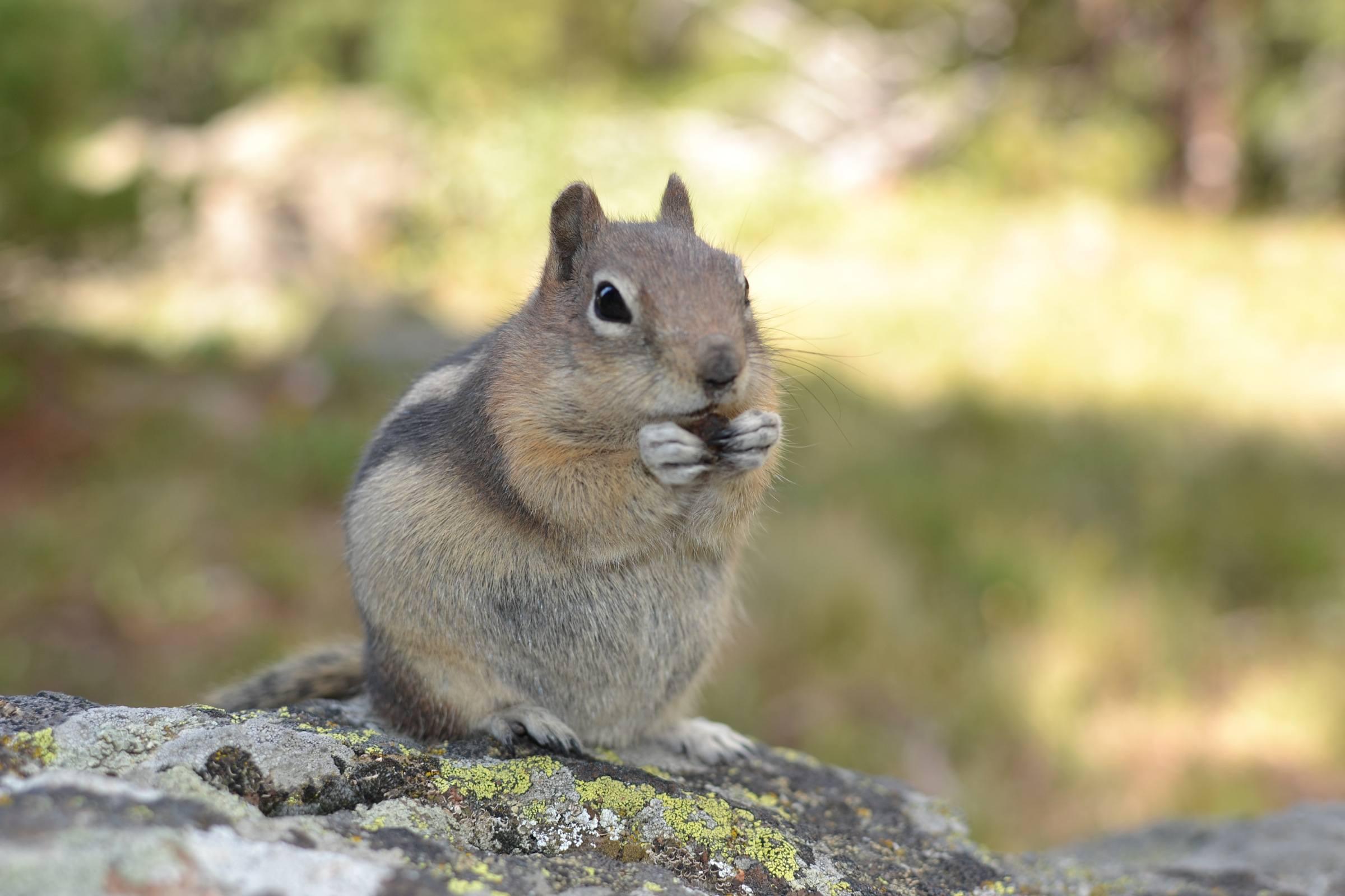 Picture of the year, too bad I'm too old to send it into Blue Peter and get a badge!