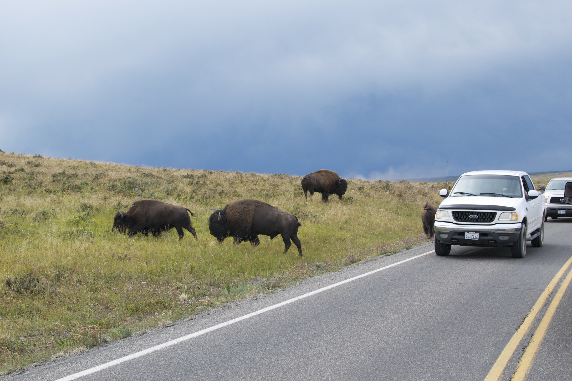 That truck beeped at the Bison, shame!