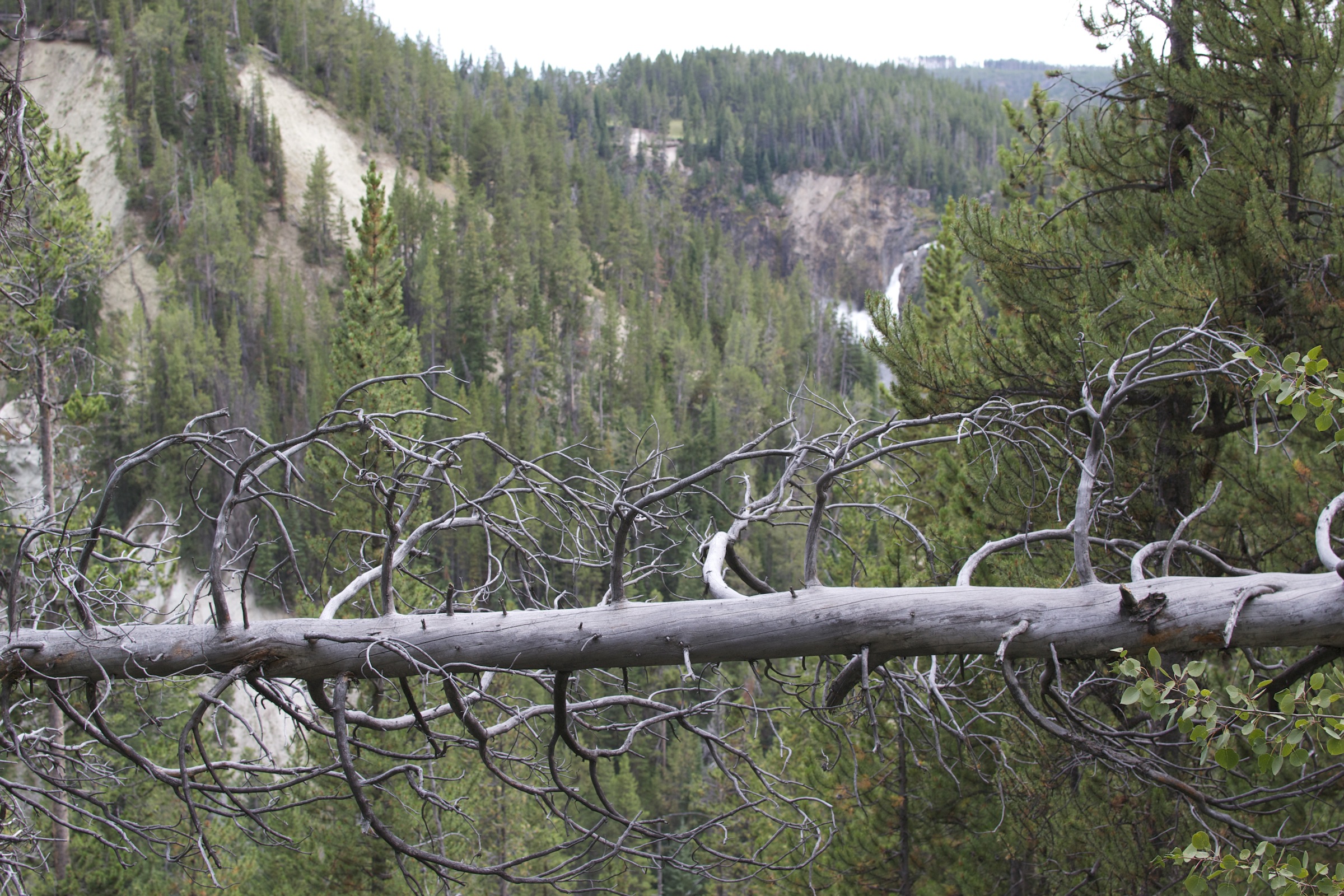 Woah, optical illusion... (sidewards tree)